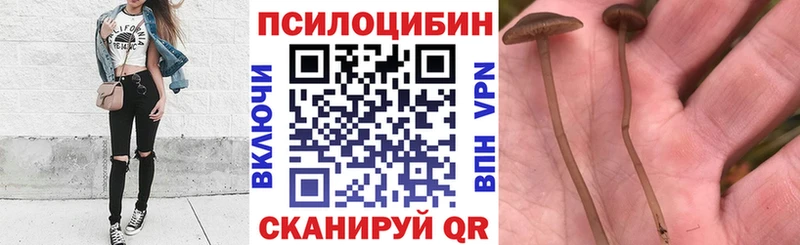 Купить где  Верхняя Тура  Галлюциногенные грибы Psilocybine cubensis 